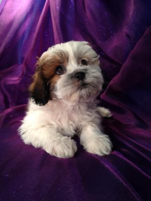Female Lhasa Bichon Puppy for Sale.  Sable and White Markings.